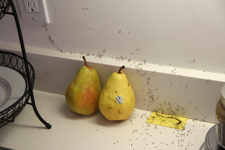 ant problem in kitchen