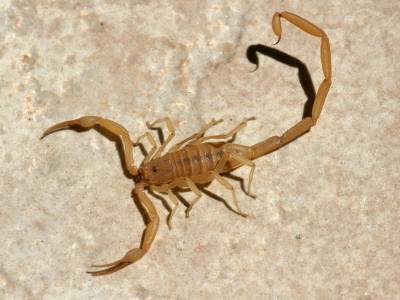 Get Rid of Scorpions!