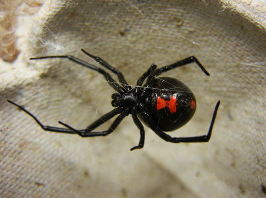 how to kill black widow spiders
